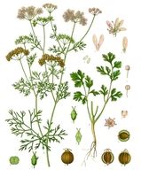 coriander in tagalog meaning|Translate 'Coriander' into Tagalog .
